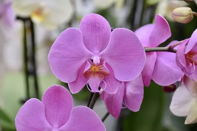 how to care for orchid after bloom guide