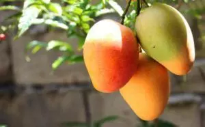 how to grow a mango seed step by step guide
