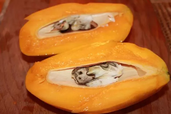 how to grow a mango seed