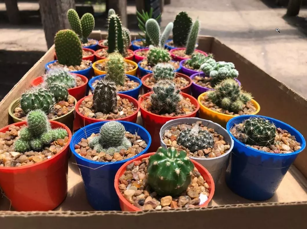 how to grow cactus from seed full guide
