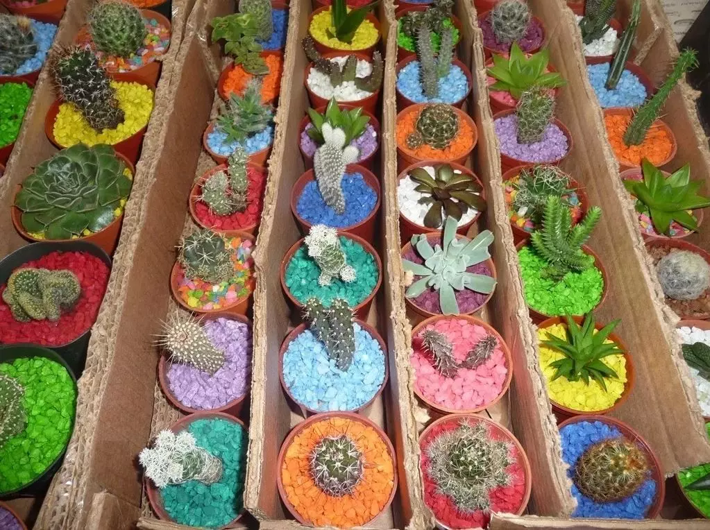 how to grow cactus from seed step by step