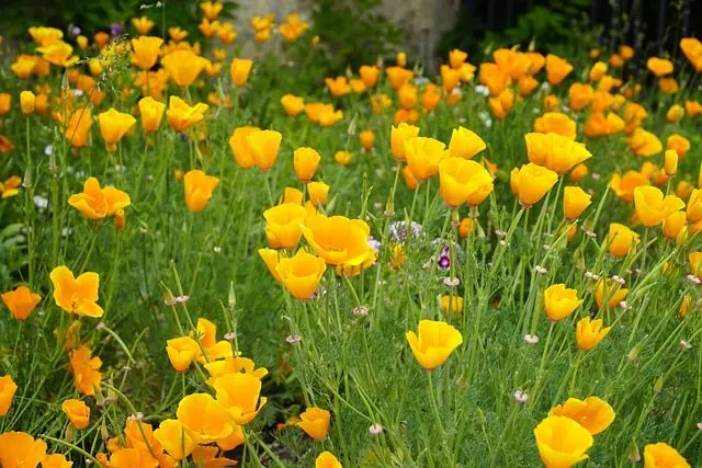 how to grow california poppies guide