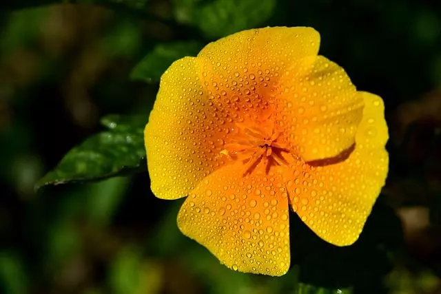 how to grow california poppies