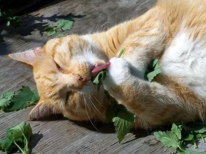 how to grow catnip from seed