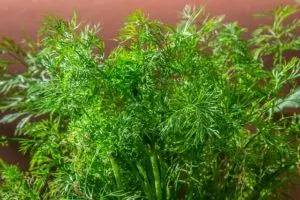 how to grow dill ultimate guide