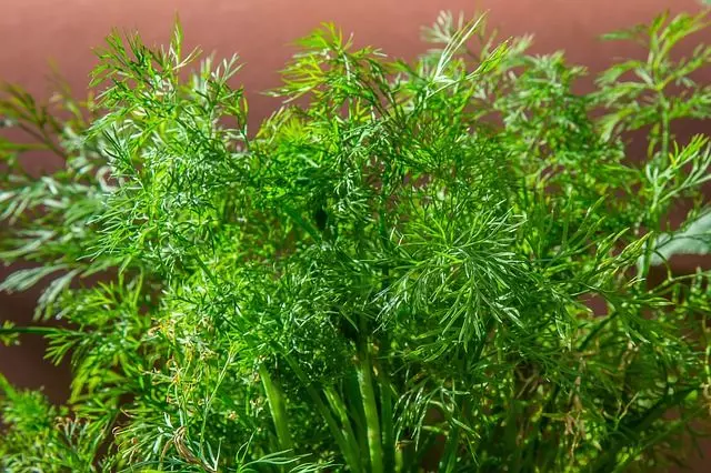 how to grow dill ultimate guide