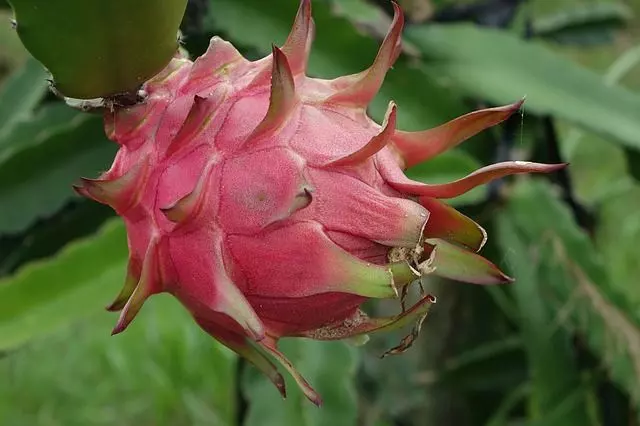 how to grow dragon fruit from seeds step by step