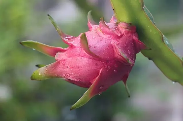 how to grow dragon fruit from seeds