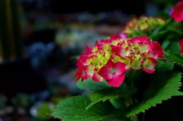 how to grow hydrangea from cuttings easy method