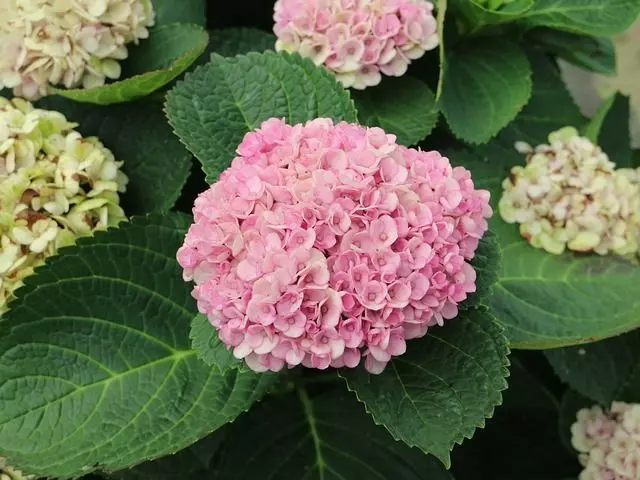 how to grow hydrangea from cuttings