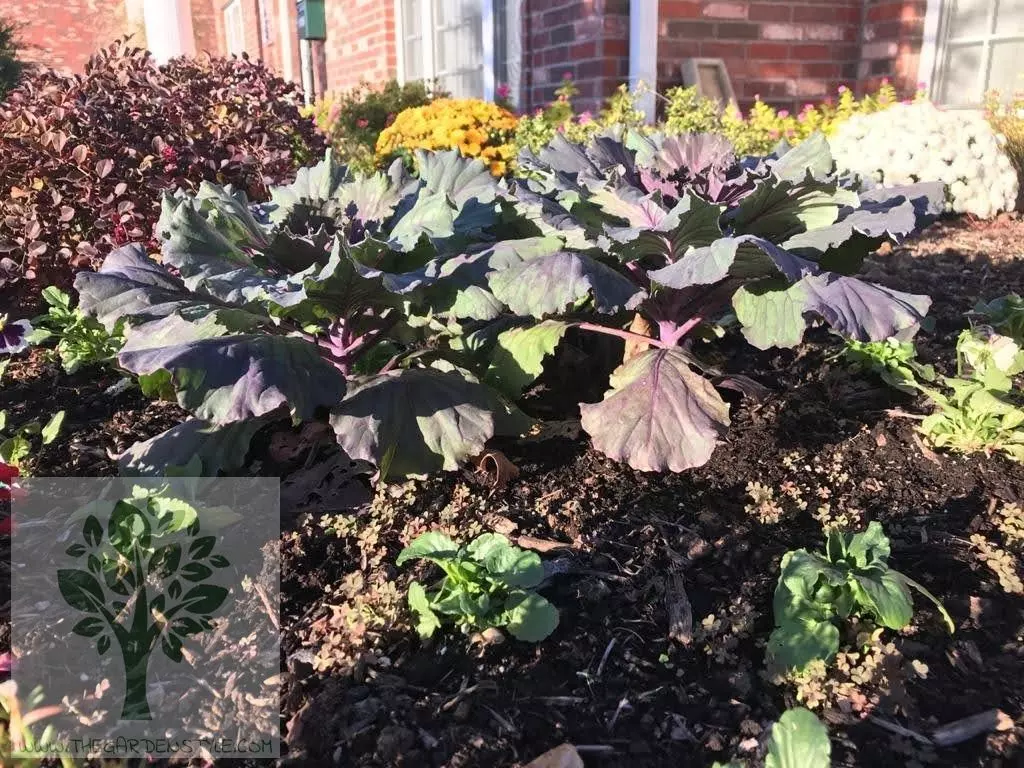 how to grow kale ultimate guide