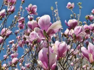how to grow magnolia from seed ultimate guide