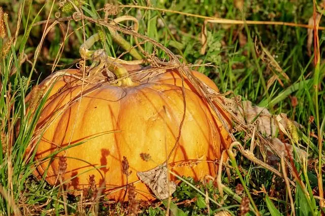 how to grow pumpkins from seed step by step