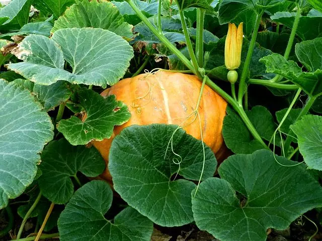 how to grow pumpkins from seed
