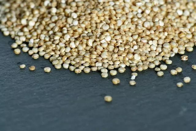how to grow quinoa seeds