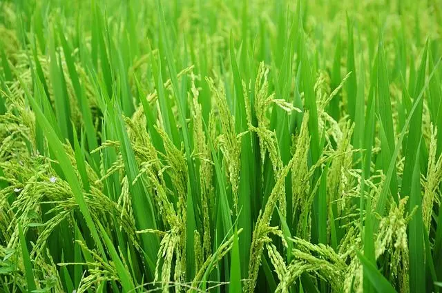 how to grow rice crop plant