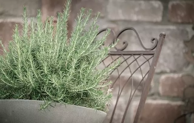 how to grow rosemary from cuttings quick guide