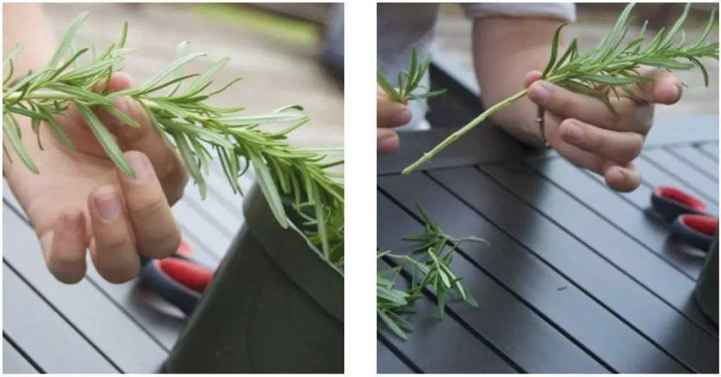 rosemary propagation from cuttings step 01 How to Grow Rosemary from Cuttings in Australia in USA australia new zeland uk usa