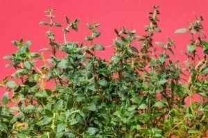 how to grow thyme from seed step by step