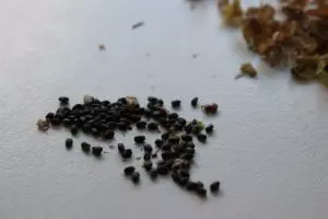 how to harvest basil seeds step by step photos