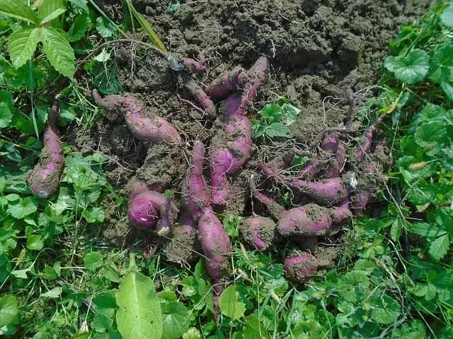 how to harvest sweet potatoes