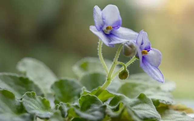 how to make african violets bloom all year