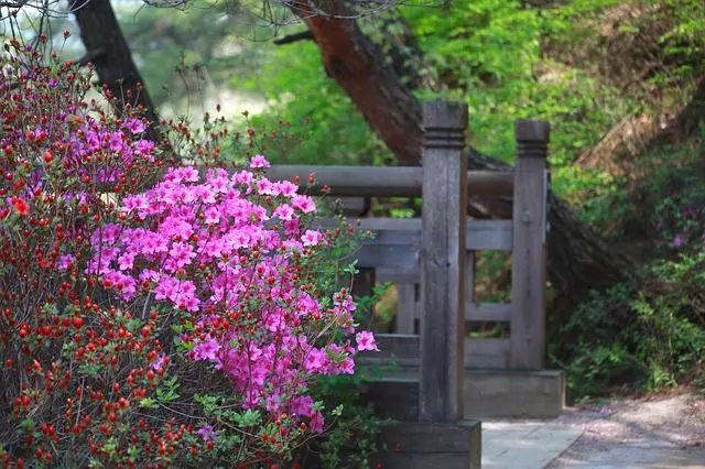 how to plant azaleas step by step full guide