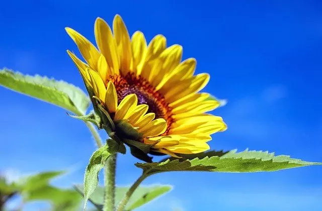 how to plant sunflower seeds ultimate guide