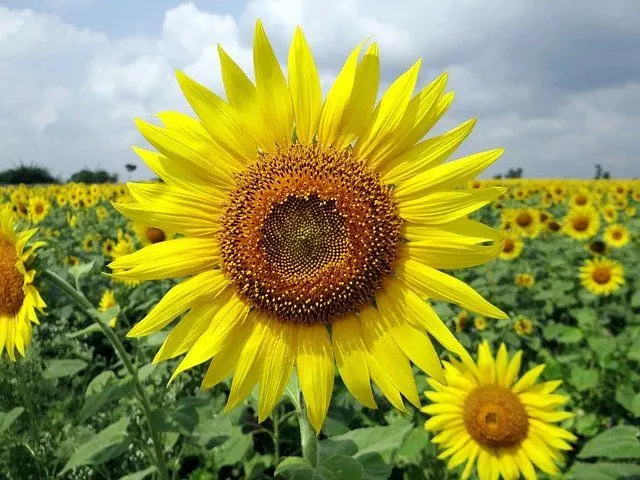 how to plant sunflower