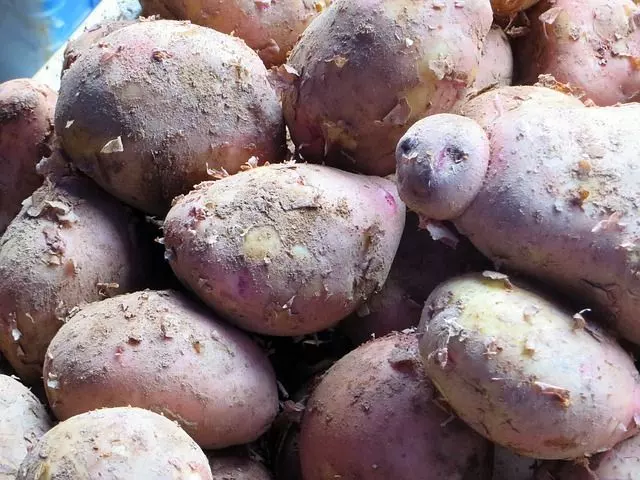 how to plant sweet potatoes step by step guide