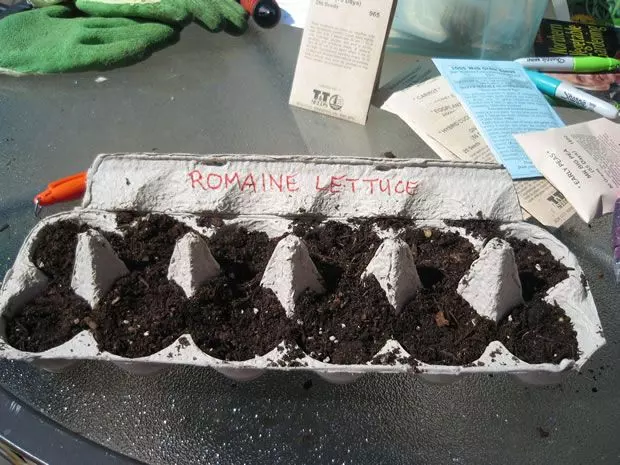 how to repot your seedlings