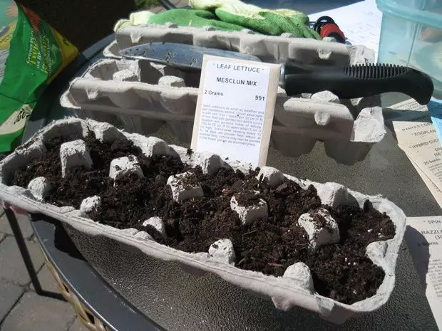 how to start seedlings in egg cartons ecofriendly