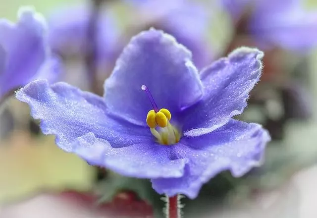 how to take care of african violets guide