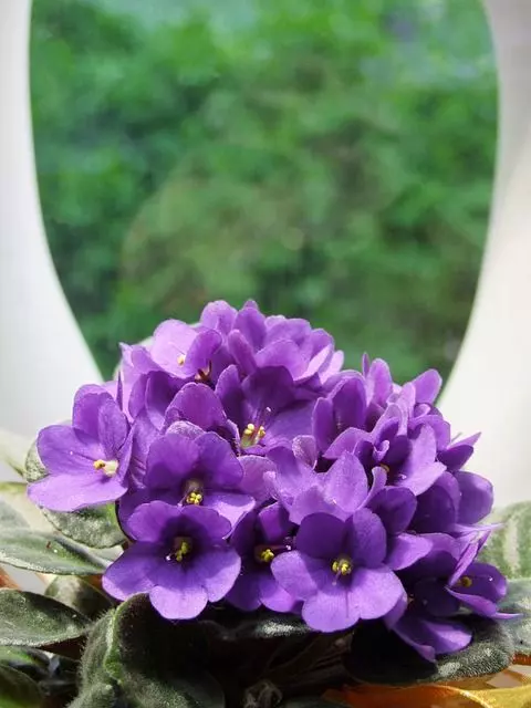 how to take care of african violets