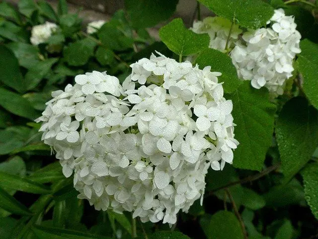 hydrangea white flower