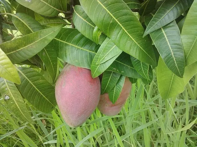 mango fruit ready to eat