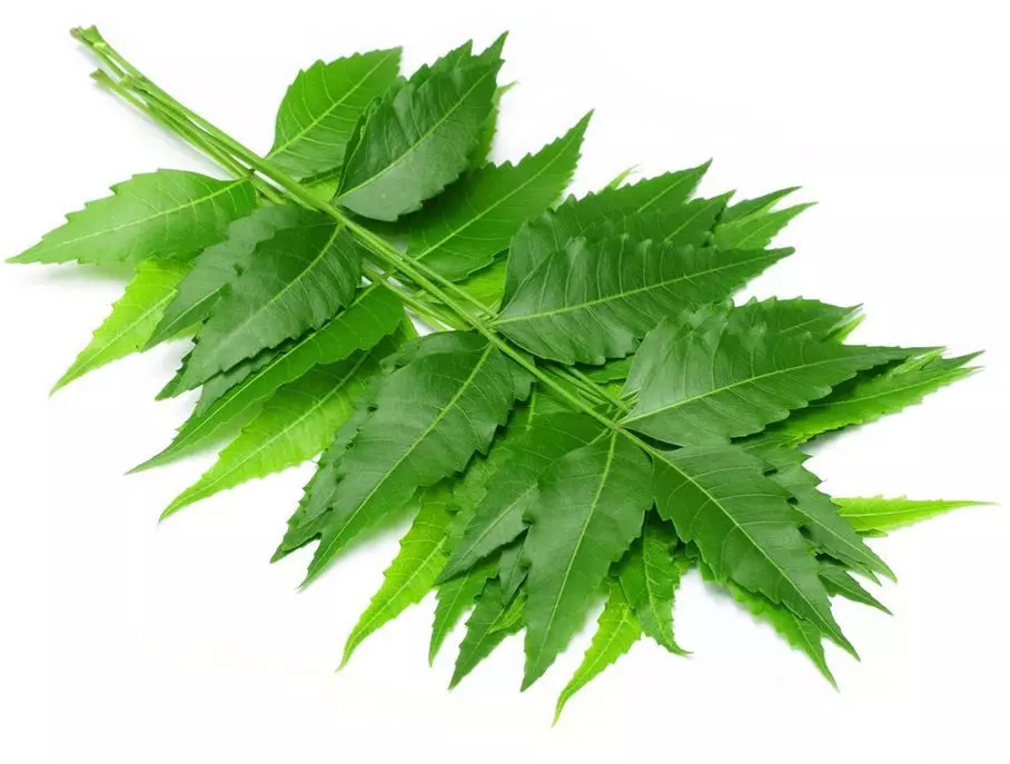 neem tree leaves