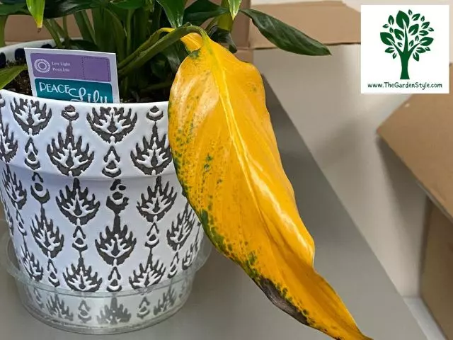 How do you fix yellow leaves on a peace lily?