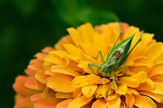pests and disease of zinnia Are Zinnias Poisonous? Zinnia species (family Asteraceae) are not poisonous to dogs,  not poisonous to cats, and non-toxic to horses.