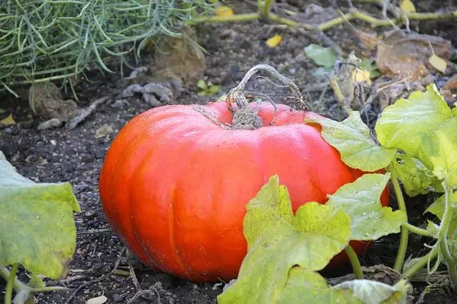 pumpkin crop grow plant