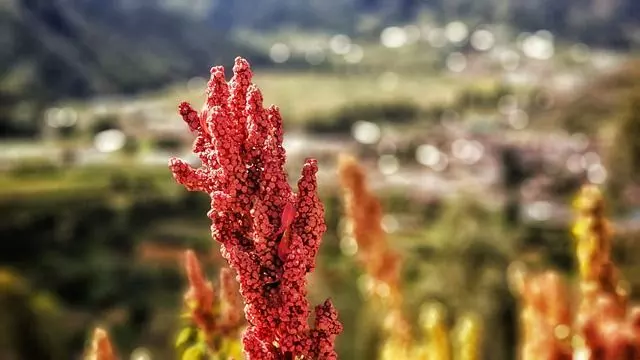 quinoa crop plant