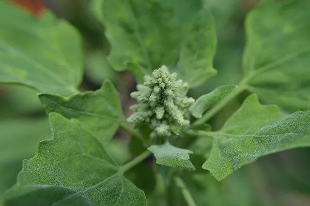quinoa plant