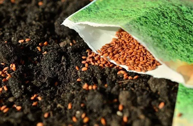 sow seeds direct soil
