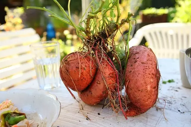 What is The Best Way to Grow Sweet Potatoes? growth of sweet potatoes by using sprouts.