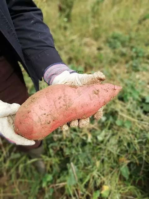 sweet potatoes crop