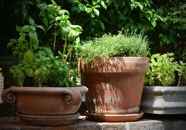 thyme and basil potted