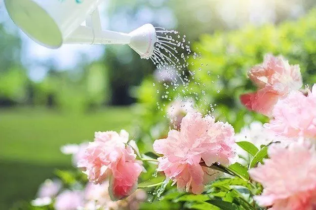 watering flowers garden
