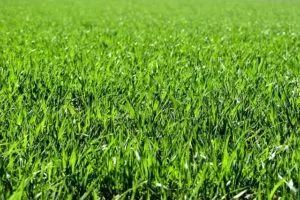 when to plant grass seed in spring guide