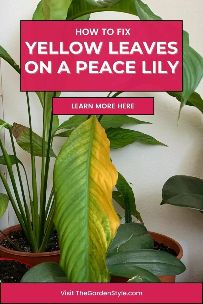 yellow leaves on a peace lily how to fix