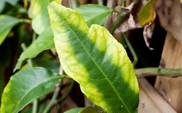 yellow leaves on gardenia magnesium deficiency